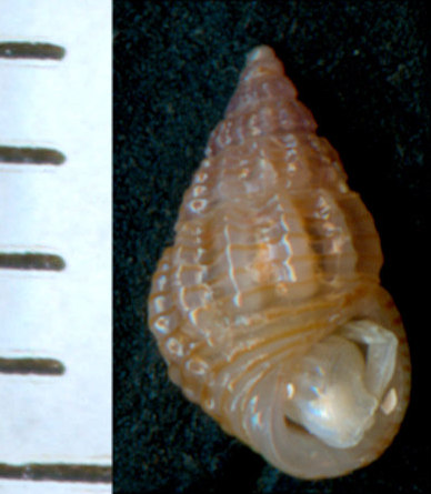 Alvania lineata